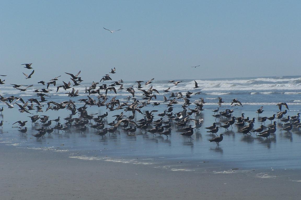 Birds landed at beach
